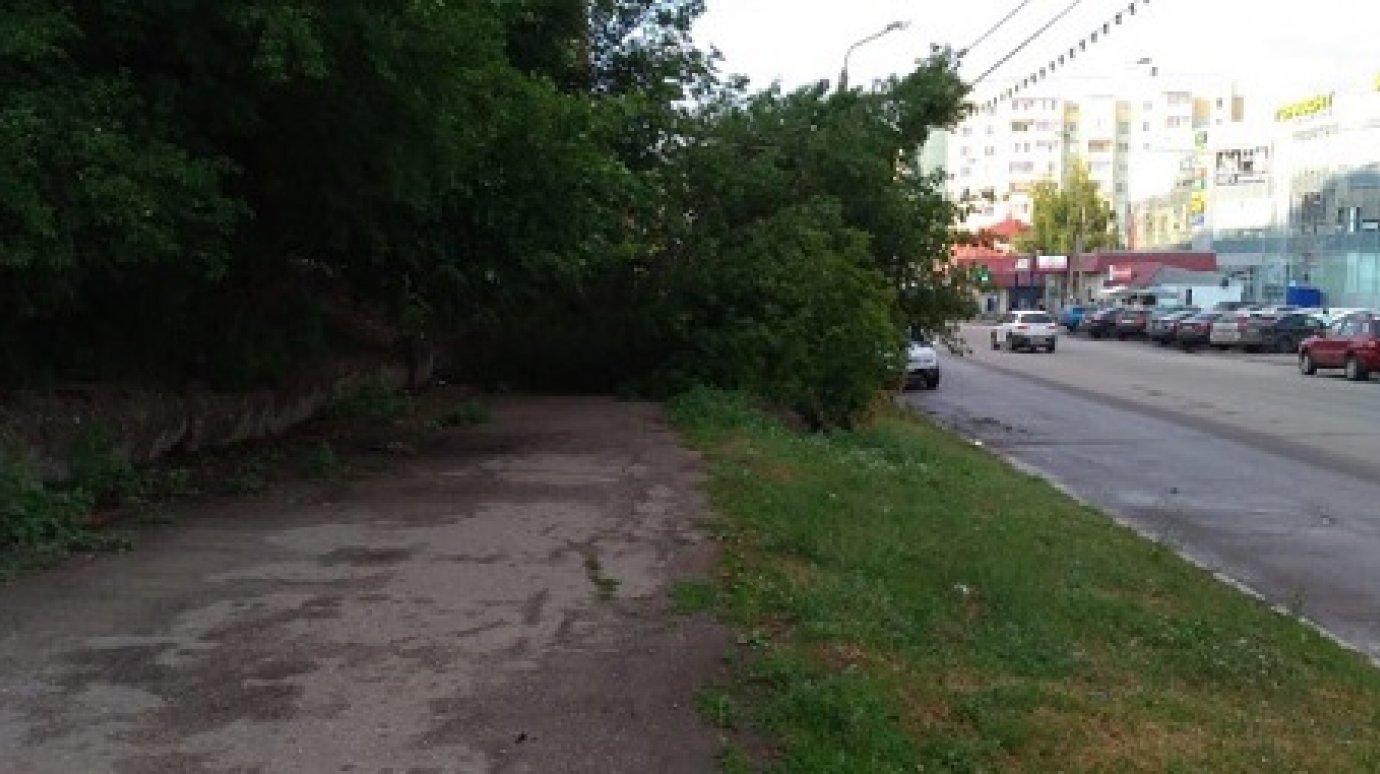 На улице Кижеватова в Пензе дерево обрушилось на тротуар