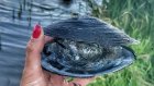 В Пензенской области ульяновские рыбаки нашли в ракушке жемчужину