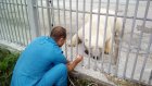 В Пензенском зоопарке белого медведя учат чистить зубы ультразвуком