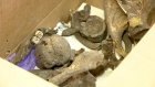Пензенские ученые исследуют останки возрастом более 3 000 лет