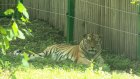 В Пензе полосатые хищники отметили Международный день тигра