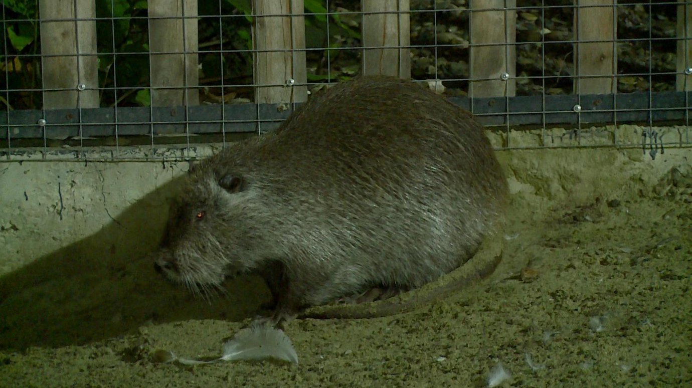 Пензенский зоопарк показал желающим ночную жизнь своих обитателей