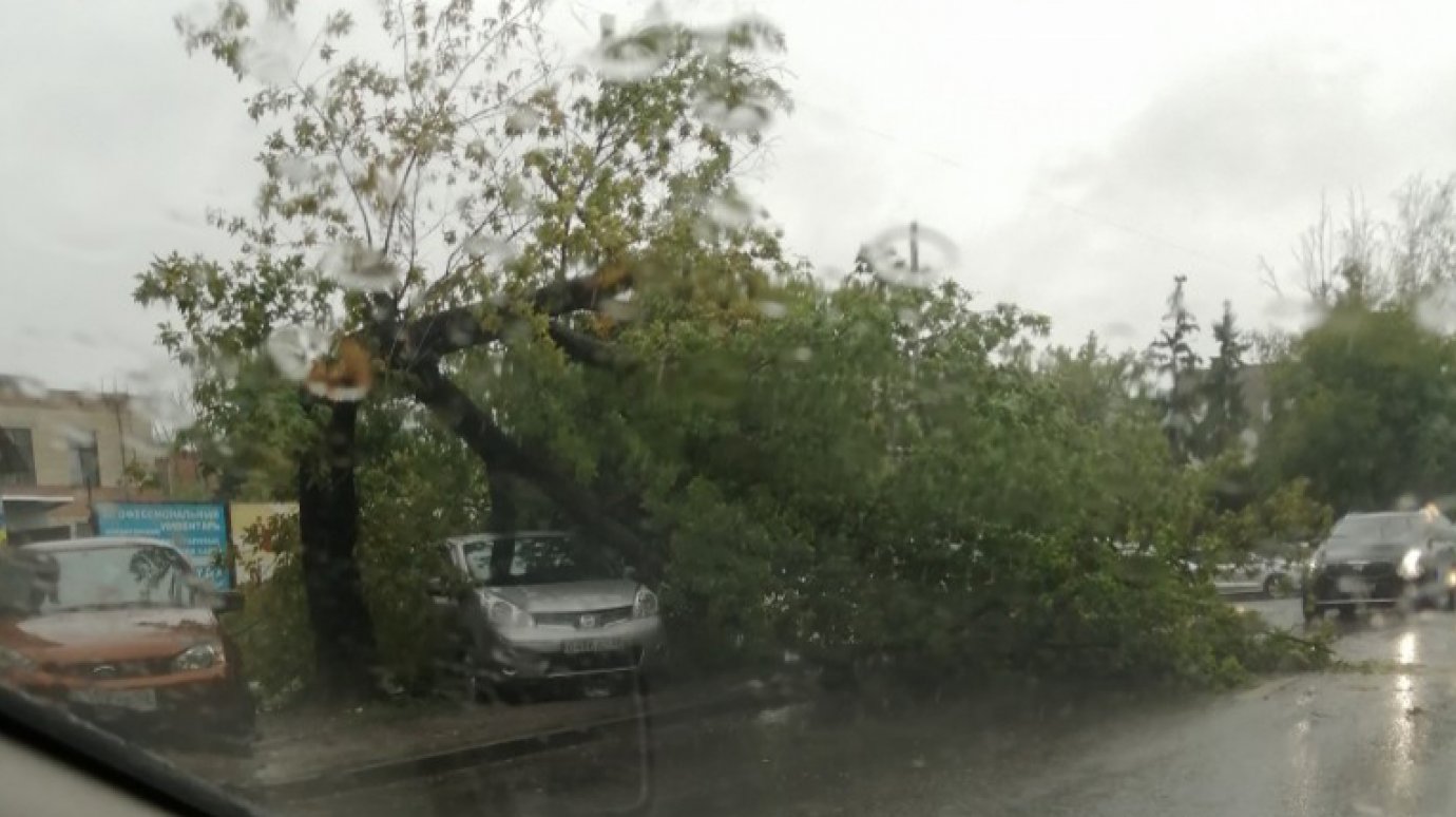 На улице Гоголя в Пензе Nissan оказался под рухнувшим деревом