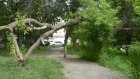 На улице Калинина появилась необычная арка из упавшего дерева