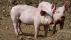 В Каменке при пожаре на ферме сгорели 40 свиней