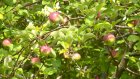 Специалист раскрыла пензенцам причины богатого урожая яблок