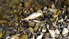 На берег Сурского водохранилища вынесло мертвую рыбу