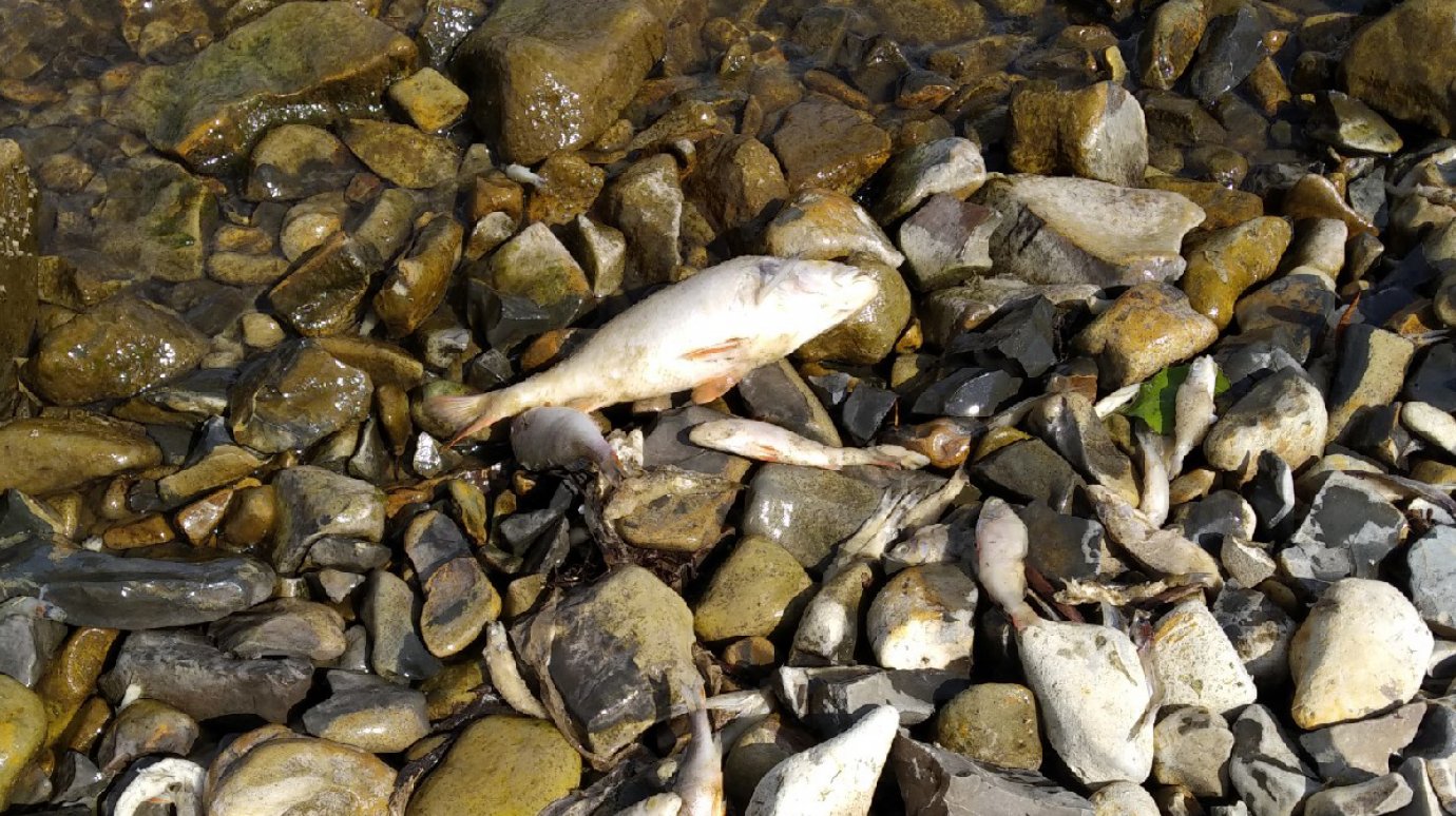 На берег Сурского водохранилища вынесло мертвую рыбу