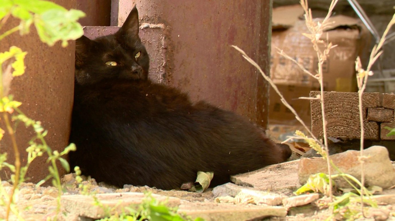 На Володарского, 74, хозяева бросили взрослую домашнюю кошку