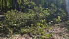 Пензенец назвал плюсы и минусы вырубки леса на Западной Поляне