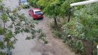 В Пензе жителей дома на улице Калинина возмутило исчезновение деревьев