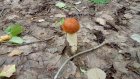 В Городищенском районе нашли пропавшую пожилую грибницу