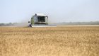 Засуха нанесла сельскому хозяйству Пензенской области ущерб в 343 млн руб.