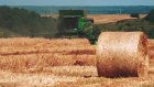 В Пензенской области ГК «Дамате» завершила уборку пшеницы