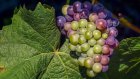 Пензенцев приглашают на дегустацию урожая винограда