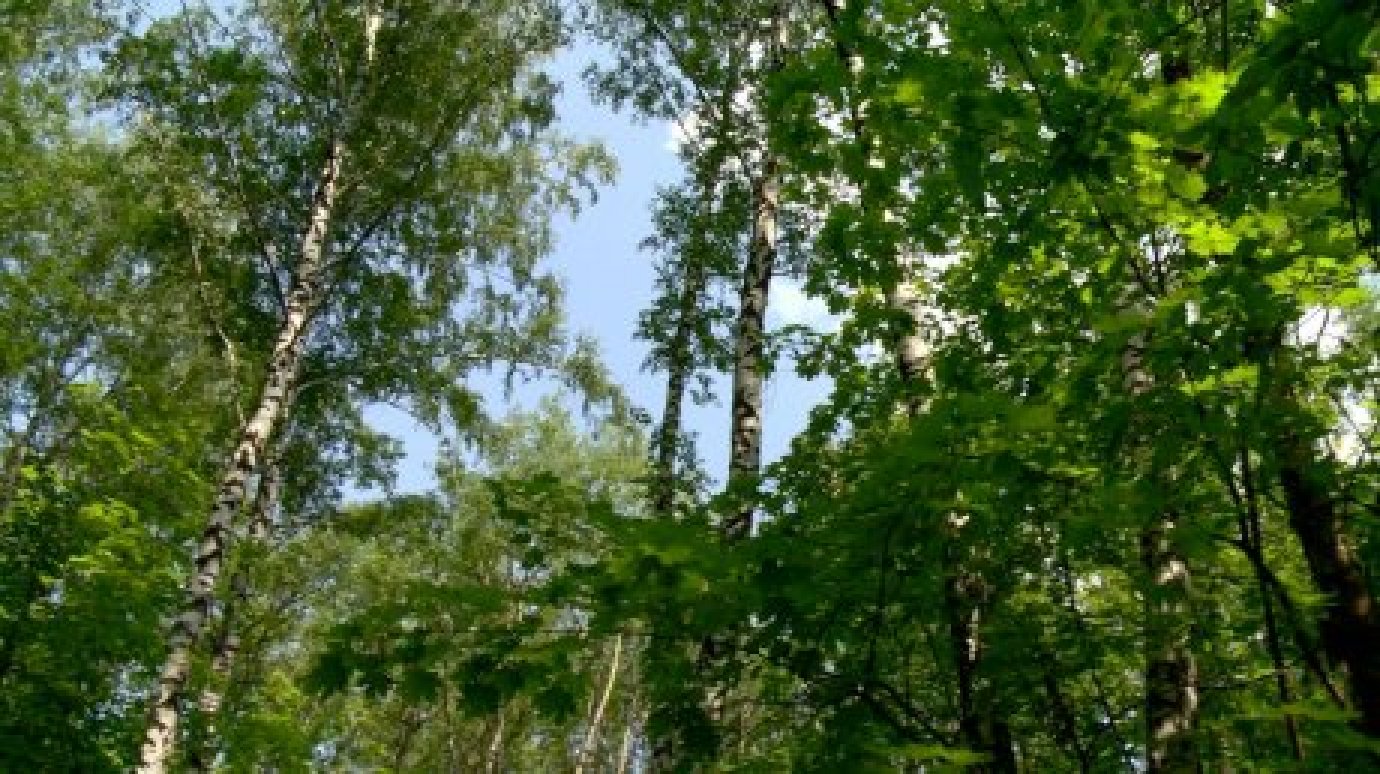 В лесах Городищенского района откроют «Школу волшебства»