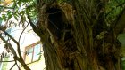 Жителям Карпинского, 27а, не хватает света из-за огромного дерева