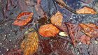 Юрий Ильин о лужах на дорогах: Ливневки забиты опавшими листьями