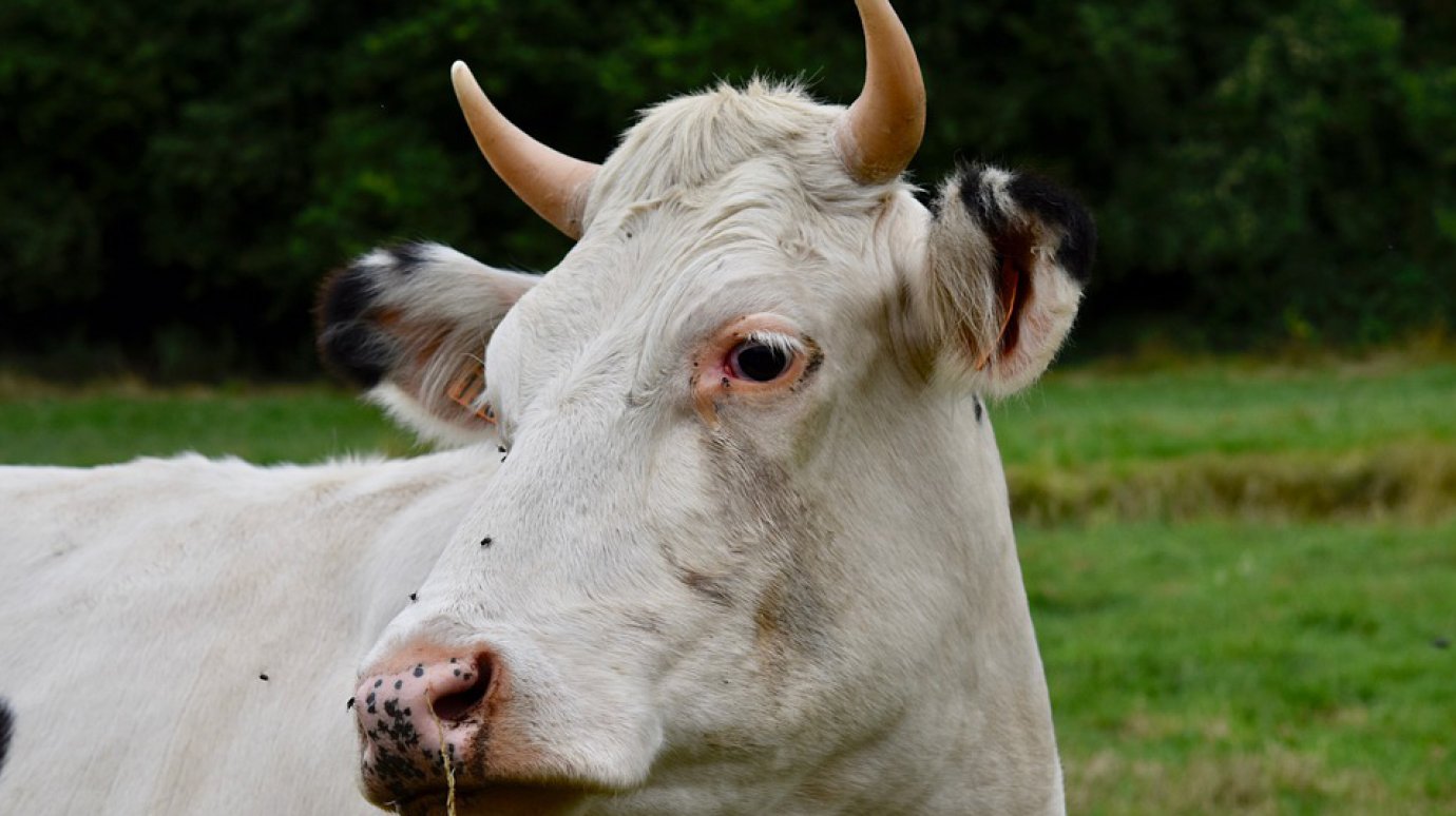 В Земетчинском районе бодливая корова помогла женщине в войне с соседом