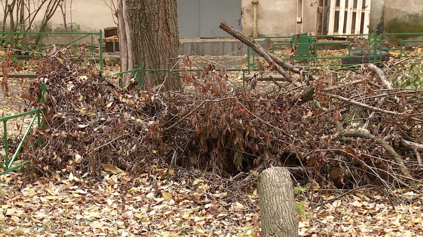 На улице Шевченко в Пензе упавшее и распиленное дерево лежит с лета