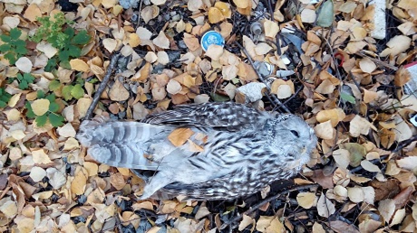 В Пензе найдена погибшей еще одна крупная сова