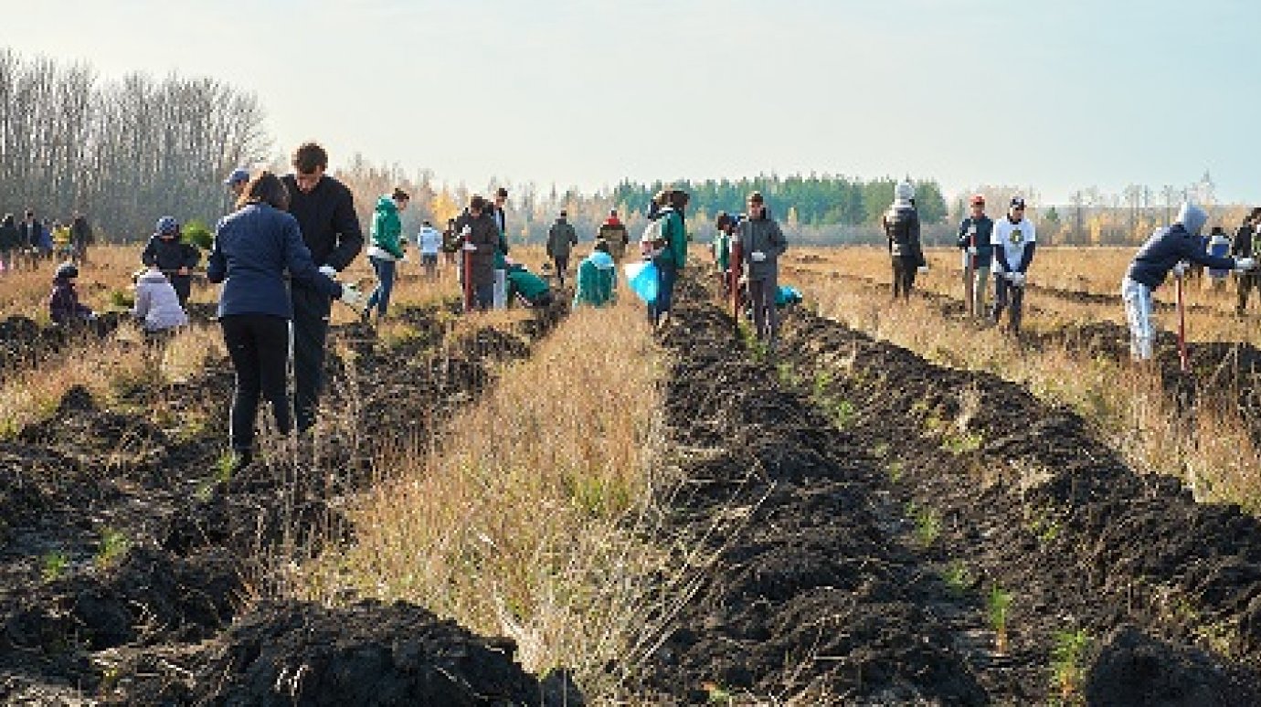 Под Кондолем активисты засадили соснами 5 гектаров земли
