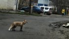 В Кузнецке жители Кирпичного переулка ежедневно встречаются с лисой