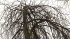 Пензячка пожаловалась на гнилое дерево на улице Леонова