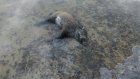 На берегу Сурского водохранилища нашли мертвого кабана