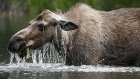 В Каменском районе от рук браконьеров погиб лось