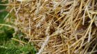 Братья из Земетчинского района украли 216 кг семян пшеницы с поля