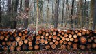 В Белинском районе браконьеры срубили лес более чем на 20 млн рублей
