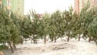 В Заречном торговля новогодними елками может начаться уже 1 декабря
