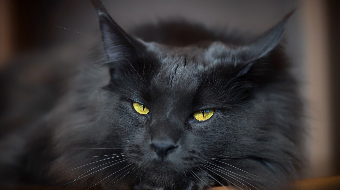 17 ноября приласкайте черных котов