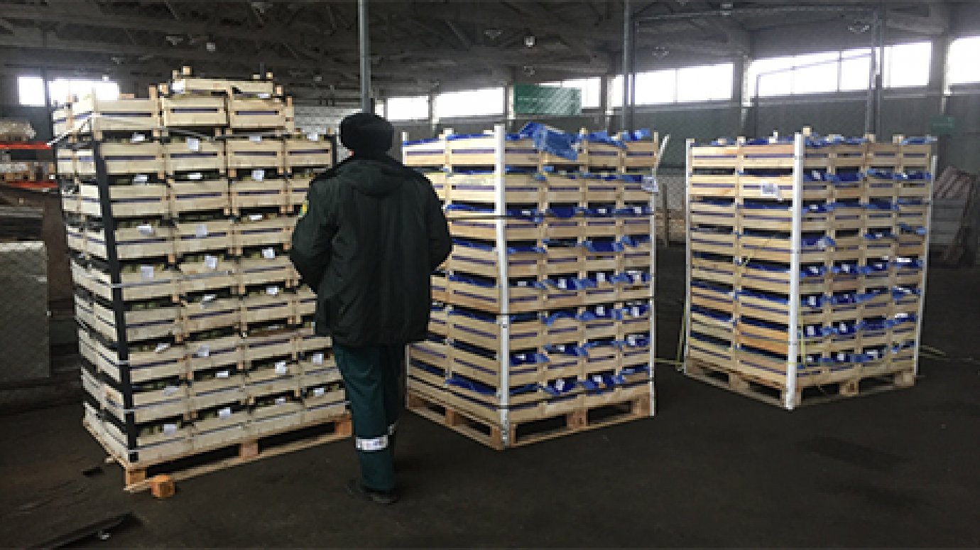 В Пензенской области вновь изъяли груши из Евросоюза