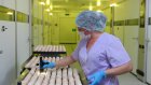 «Дамате» получила первый вывод индюшат из яйца фирмы «Авиаген»