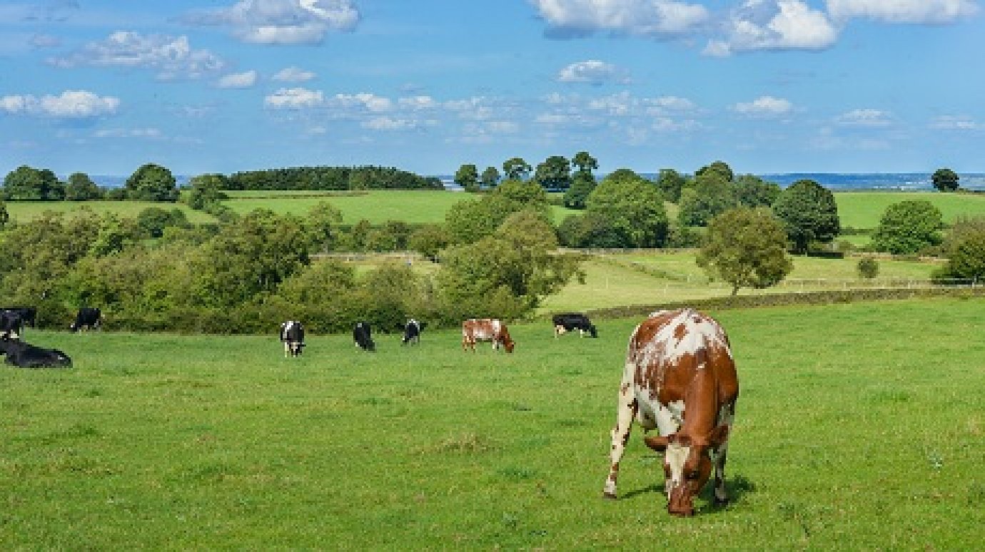 В Пензенской области хотят запретить выпас скота у железной дороги