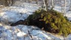 В Кузнецком районе браконьеры застрелили беременную лосиху