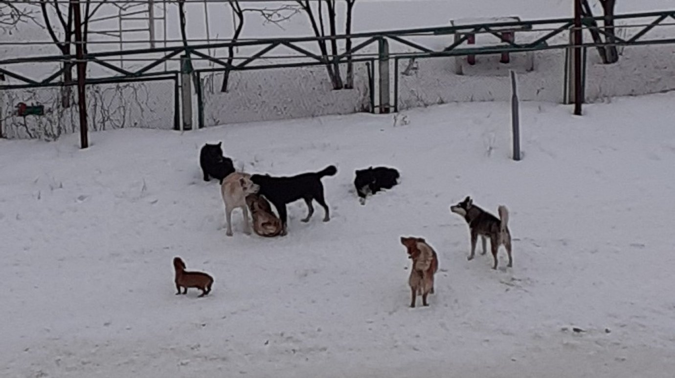 В Старой Каменке возле школы и детсада гуляет свора собак
