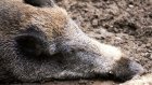 В Кузнецком районе браконьеры расстреляли беременных кабаних