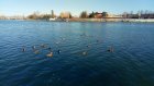 На пензенских водоемах активисты посчитали зимующих крякв и гусей
