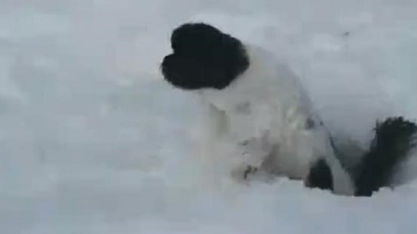 В Пензенской области щука загнала собачку рыболовов под лед