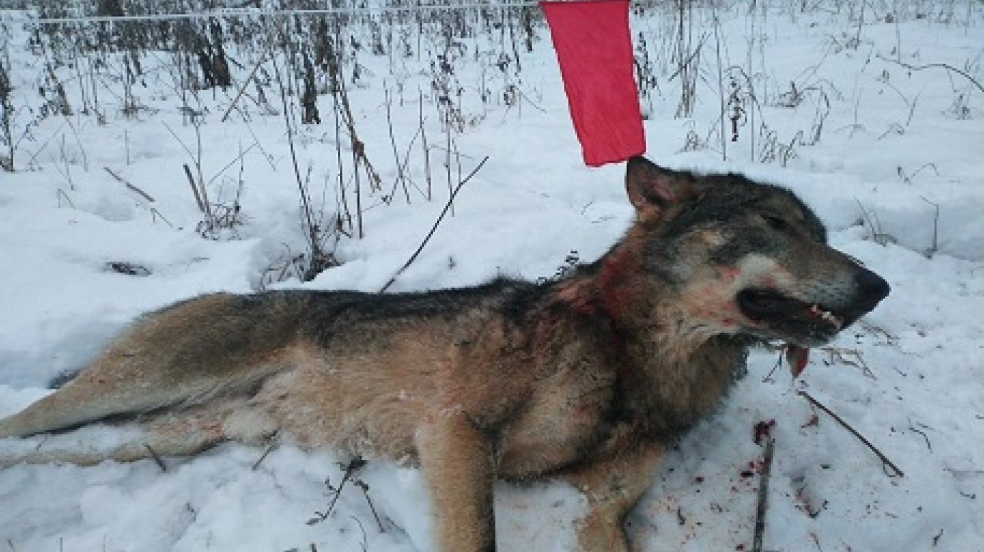 В Лунинском районе охотники застрелили матерого волка
