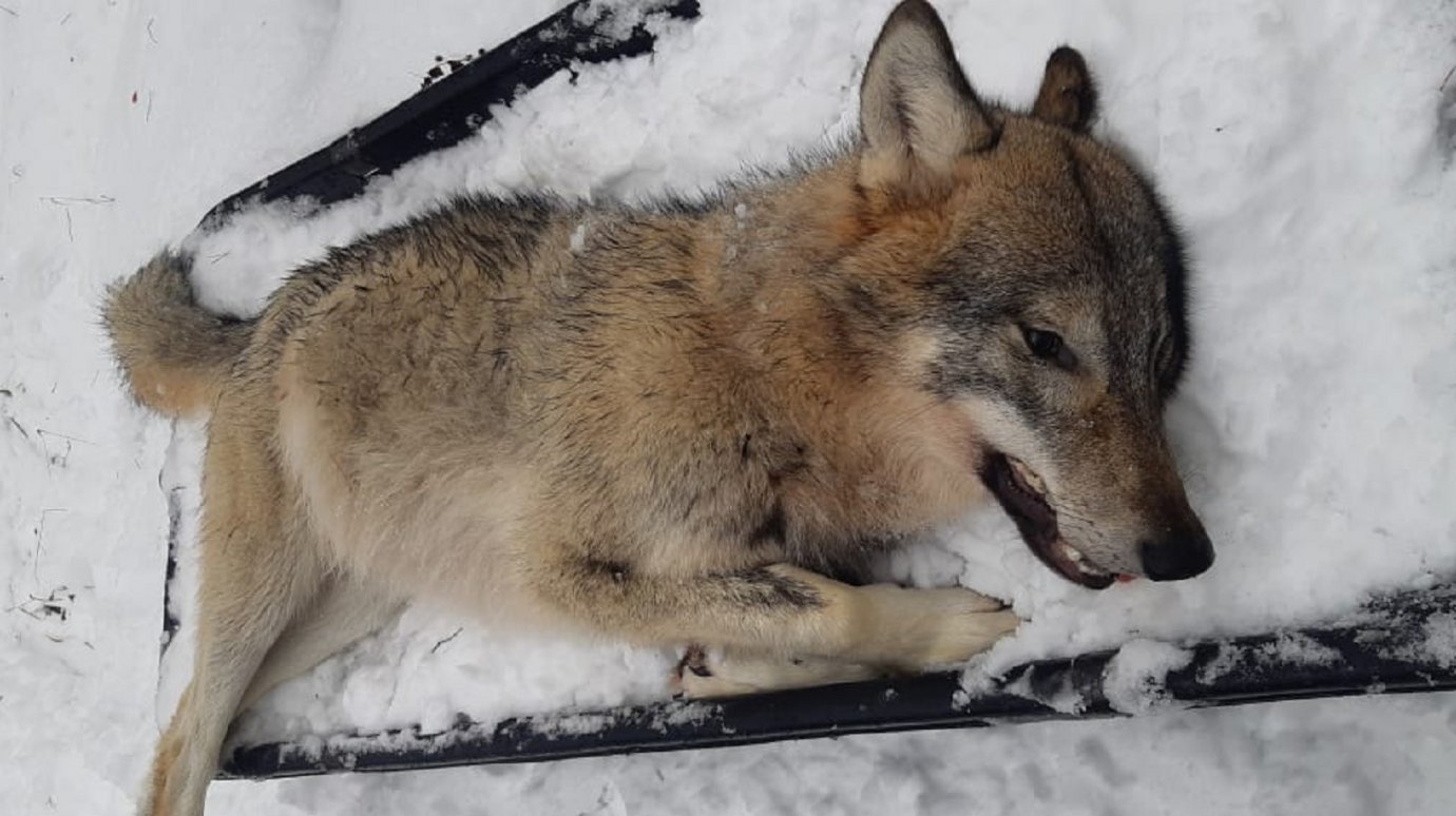 В Пензенской области охотники застрелили еще двух волков