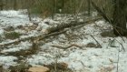 Житель Пензенского района незаконно срубил сосны в лесу