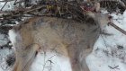 В Каменском районе браконьер убил самца косули