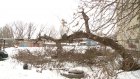 На Ульяновской надпиленное дерево опирается на теплотрассу