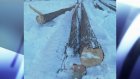 В Нижнеломовском районе незаконно спилили восемь сосен