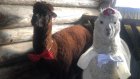 В Пензенском зоопарке устроили свадебную церемонию для альпак