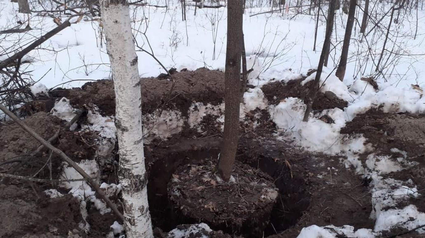 В Камешкирском районе выкопали и не успели увезти 158 лип